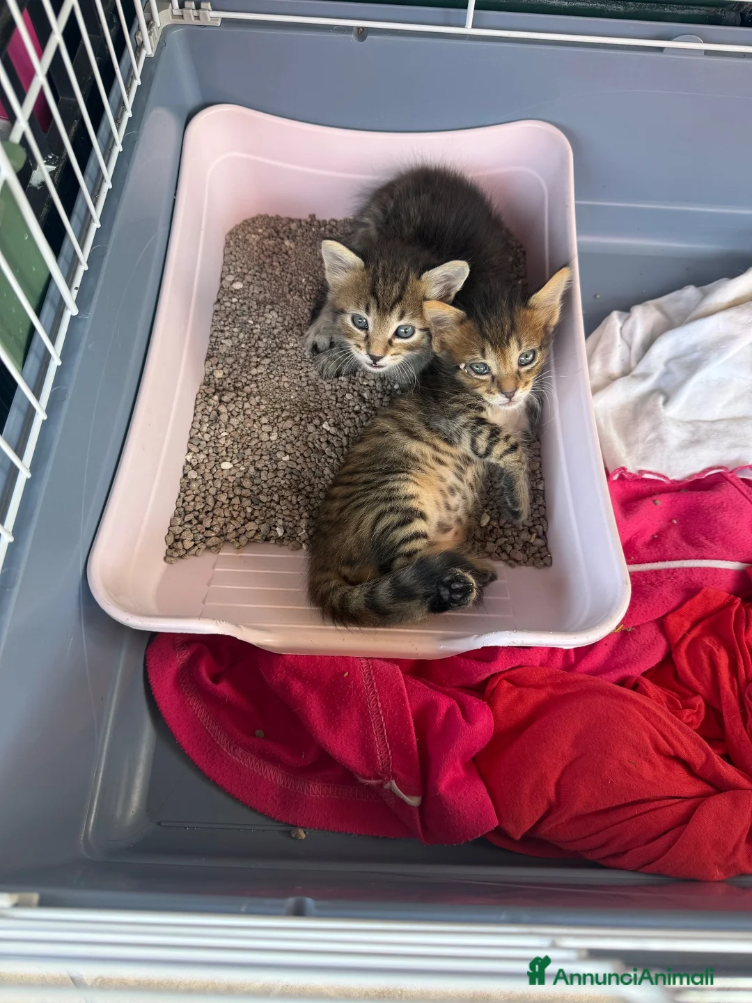 Meticcio gatti in regalo: Regalo cuccioli di gattino  - Annuncio 1