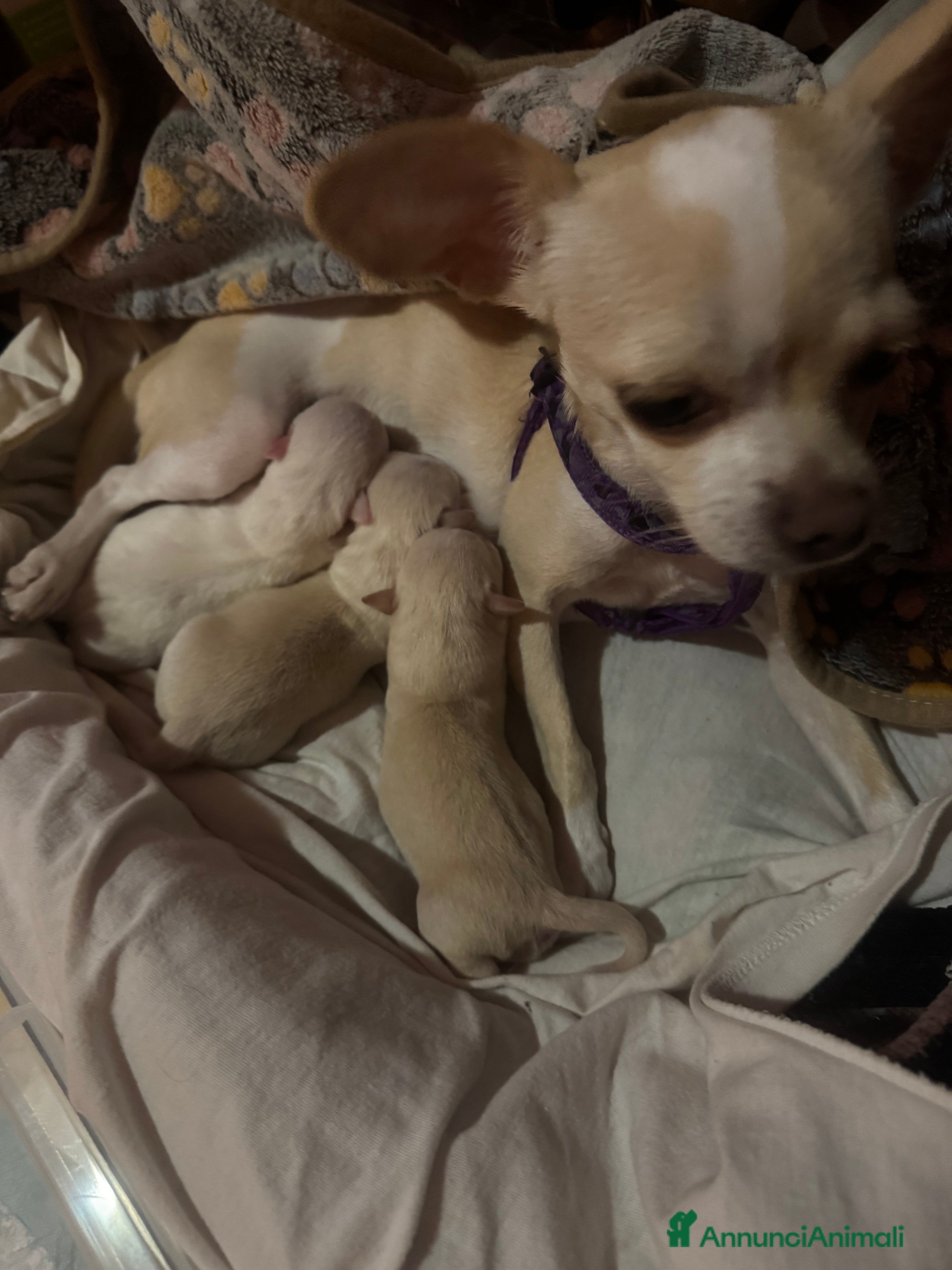 Meticcio cani In vendita  - Annuncio 2