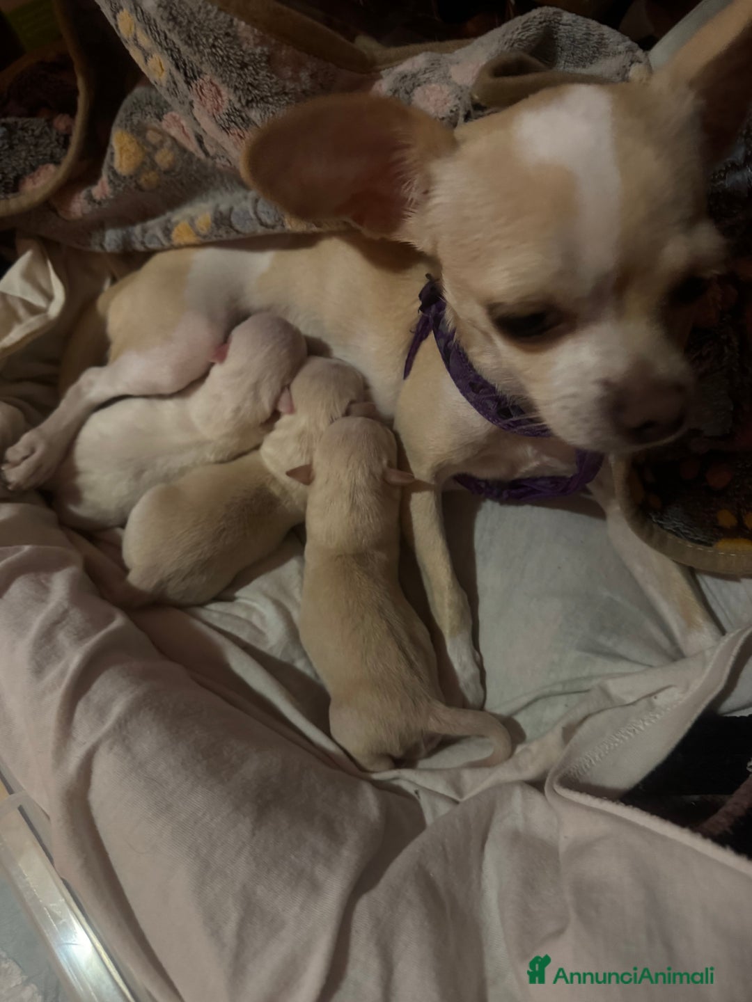 Meticcio cani in vendita: In vendita  - Annuncio 1