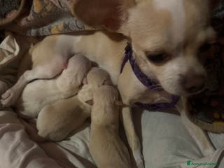 Meticcio cani In vendita - Annuncio 2