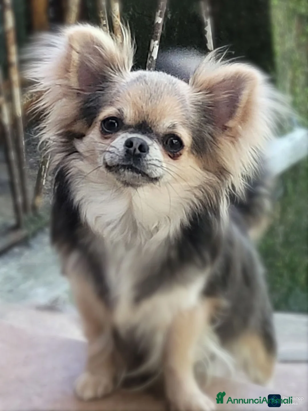 Chihuahua cani in vendita: Cuccioli chihuahua pedigree enci  - Annuncio 5