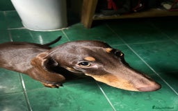 Bassotto cani in vendita: Vendo bassotto pelo raso - Annuncio 1