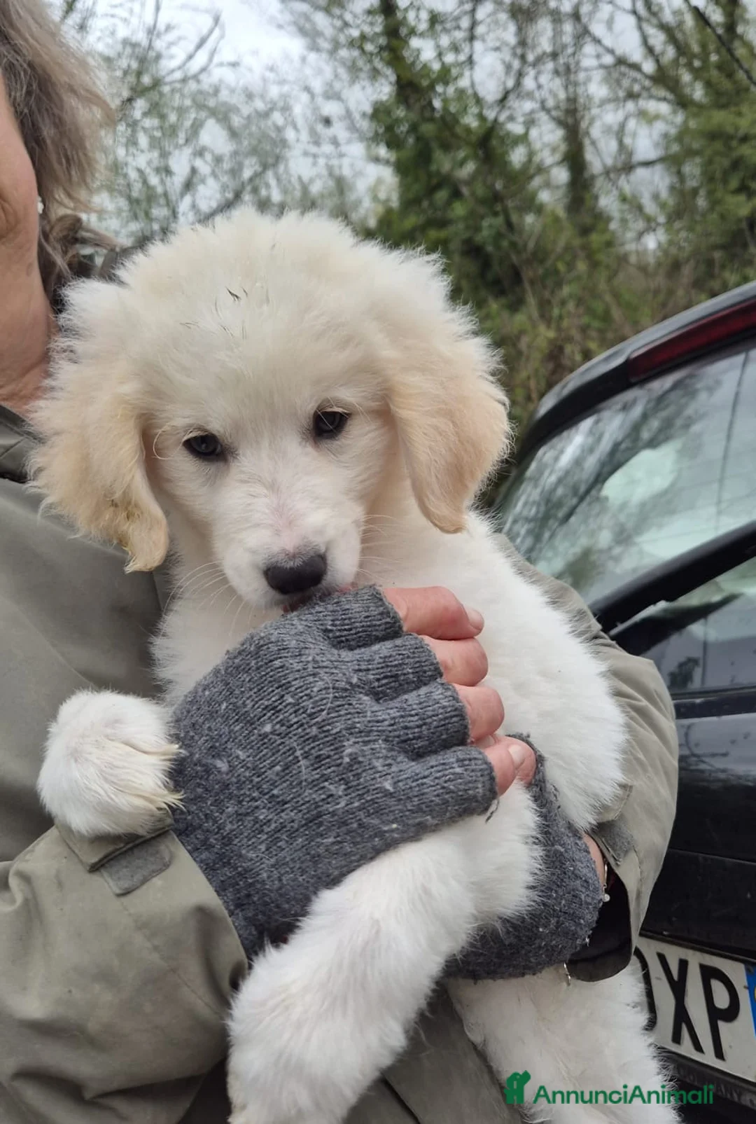 Meticcio cani in regalo: Cucciolo femmina 2 mesi  - Annuncio 2