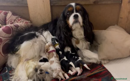 Cavalier King cani in vendita: CAVALIER KING CHARLES TR MASCHIO PEDIGREE ENCI a Città metropolitana di Roma Capitale - Immagine 3
