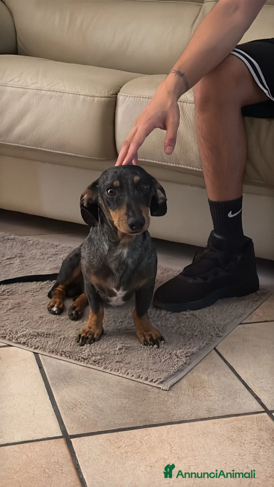 Bassotto cani per accoppiamento: Ciao mi chiamo Ice e sono un bassotto arlecchino a Città metropolitana di Milano - Annuncio 5