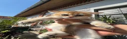 Scottish gatti in vendita: Cuccioli Scottish Straight Golden Pedigree ENFI a Città metropolitana di Milano - Annuncio 10