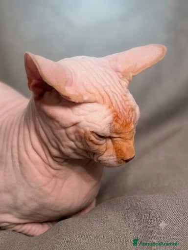 Sphynx gatti Sphynx  - Annuncio 5