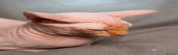 Sphynx gatti per accoppiamento: Sphynx  - Annuncio 1