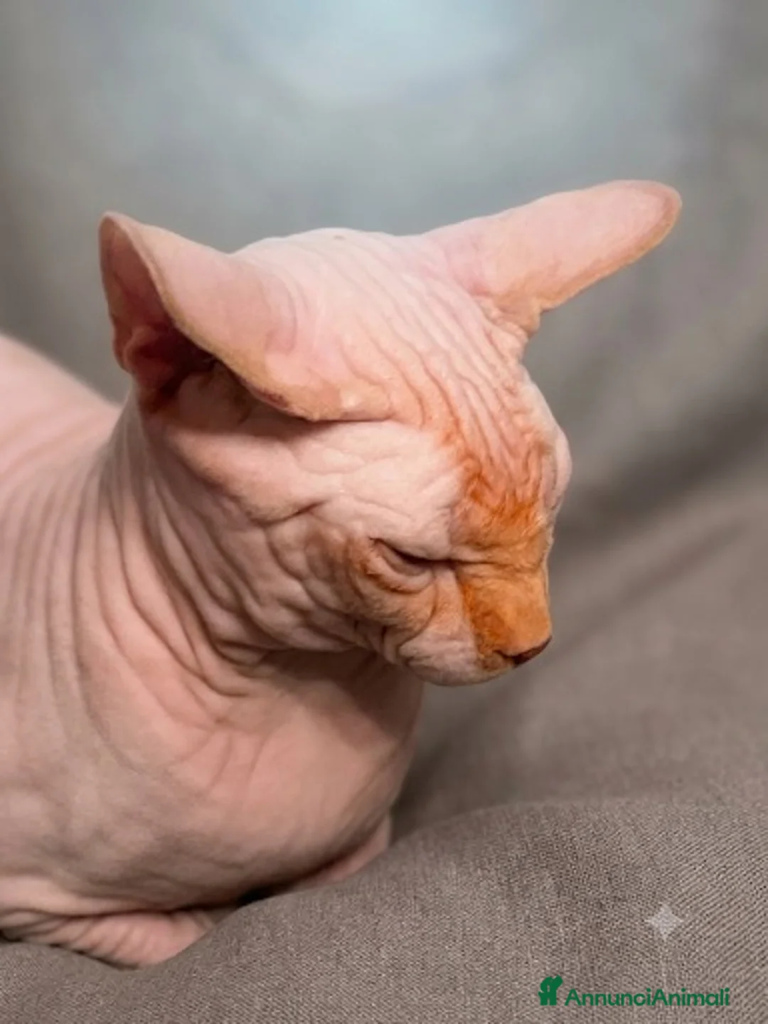 Sphynx gatti per accoppiamento: Sphynx  - Annuncio 1
