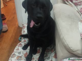 Labrador cani cerco femmina per accoppiamento - Annuncio 1