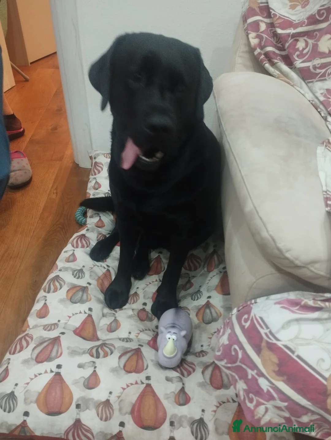 Labrador cani per accoppiamento: cerco femmina per accoppiamento - Annuncio 1