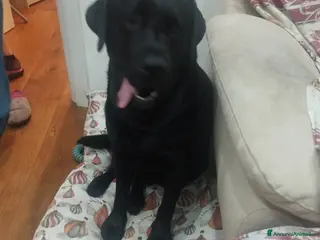 Labrador cani cerco femmina per accoppiamento - Annuncio 30