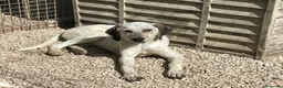 Meticcio cani in regalo: LA BELLISSIMA E DOLCISSIMA S - Annuncio 9