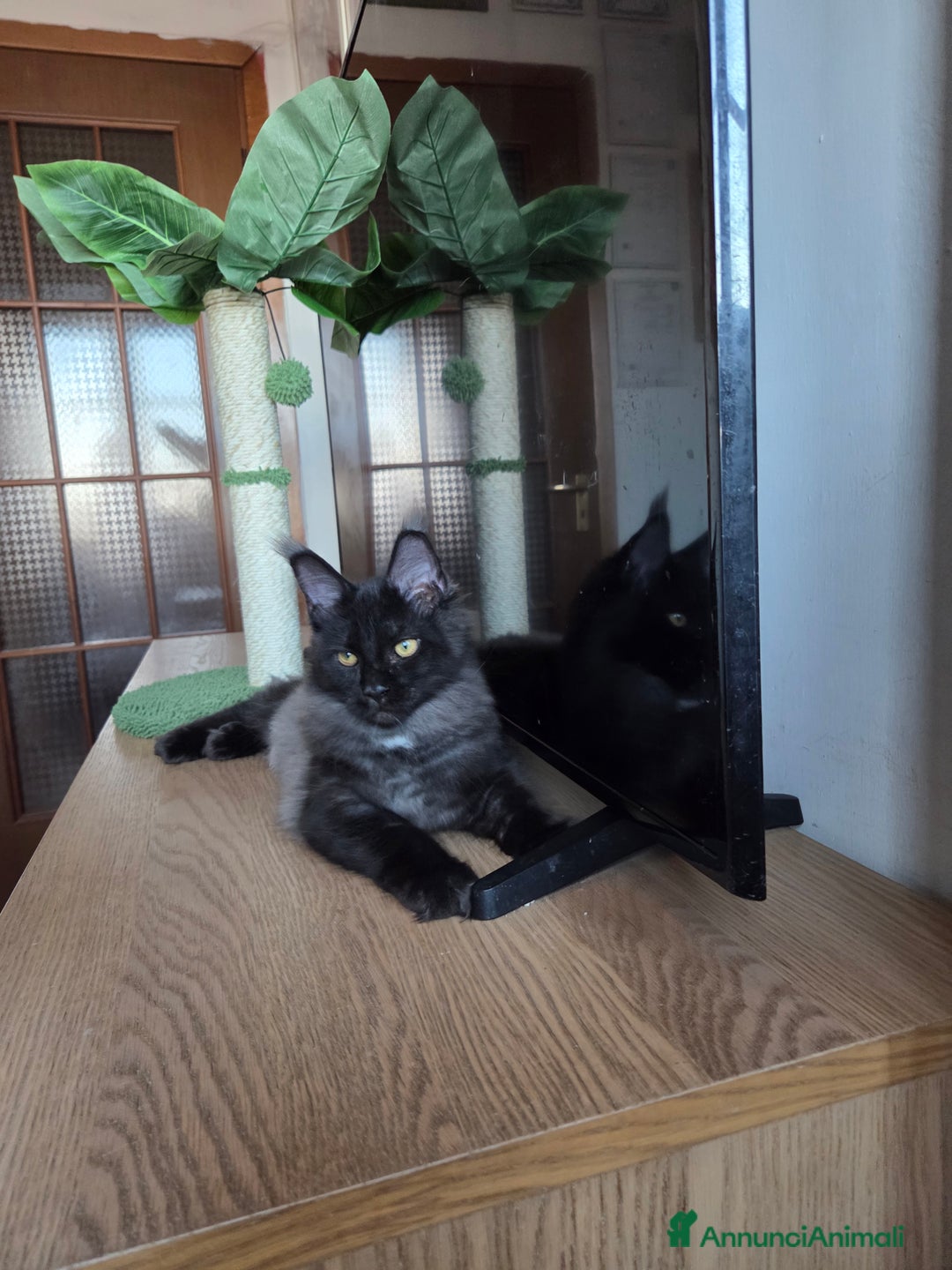 Maine Coon gatti in vendita: Ultimi 4 cuccioli Maine Coon - Annuncio 14