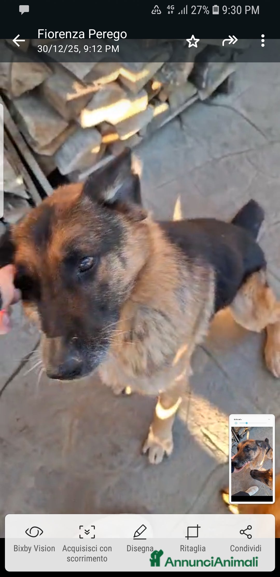 Pastore Tedesco cani in regalo: ADOZ.DEL CUORE:REX,11 anni,aiuto x le sue cure - Annuncio 1