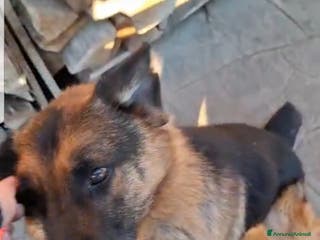 Pastore Tedesco cani ADOZ.DEL CUORE:REX,11 anni,aiuto x le sue cure - Annuncio 9