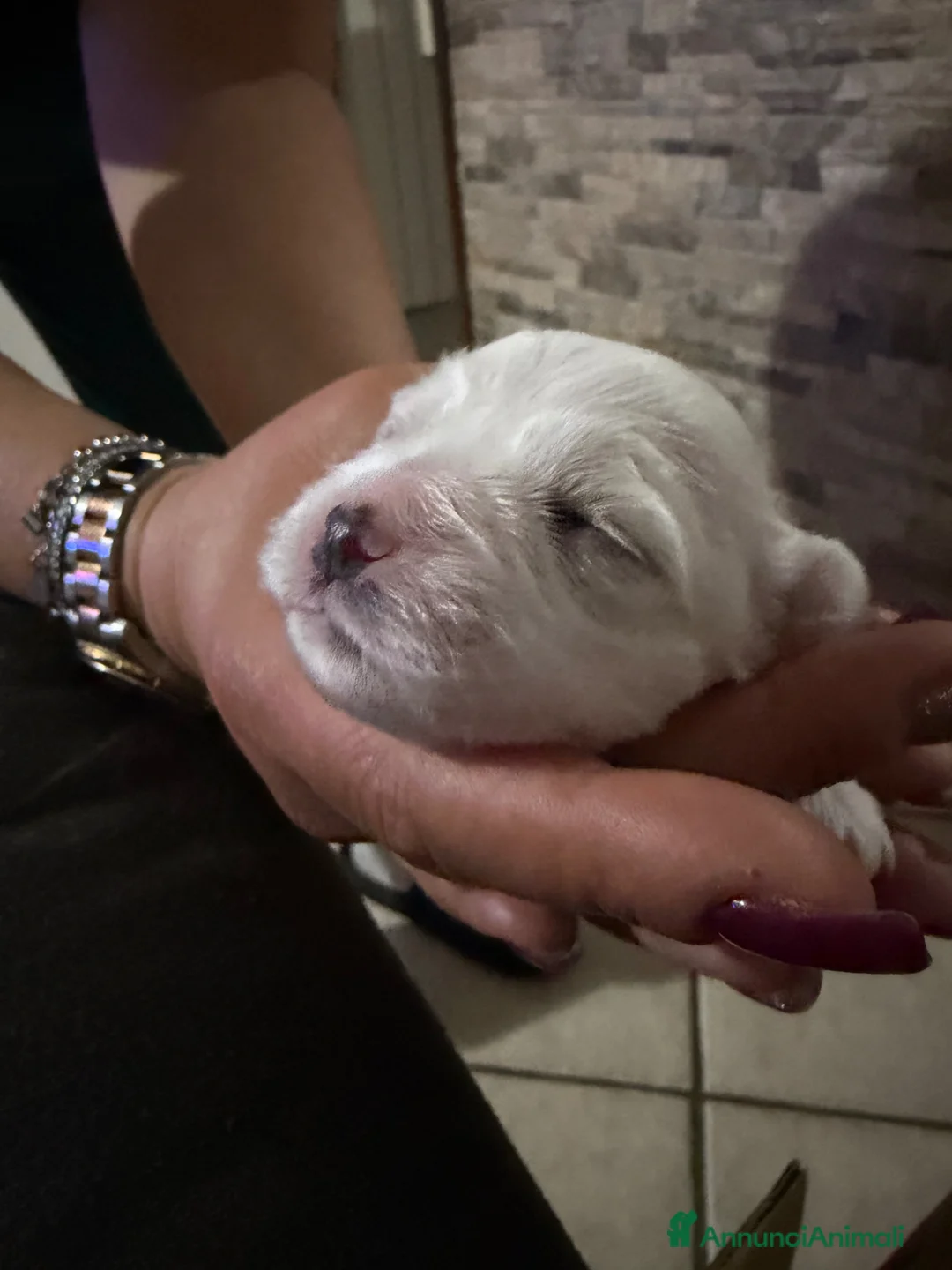 Maltese cani in vendita: Cucciolo maltese - Annuncio 6