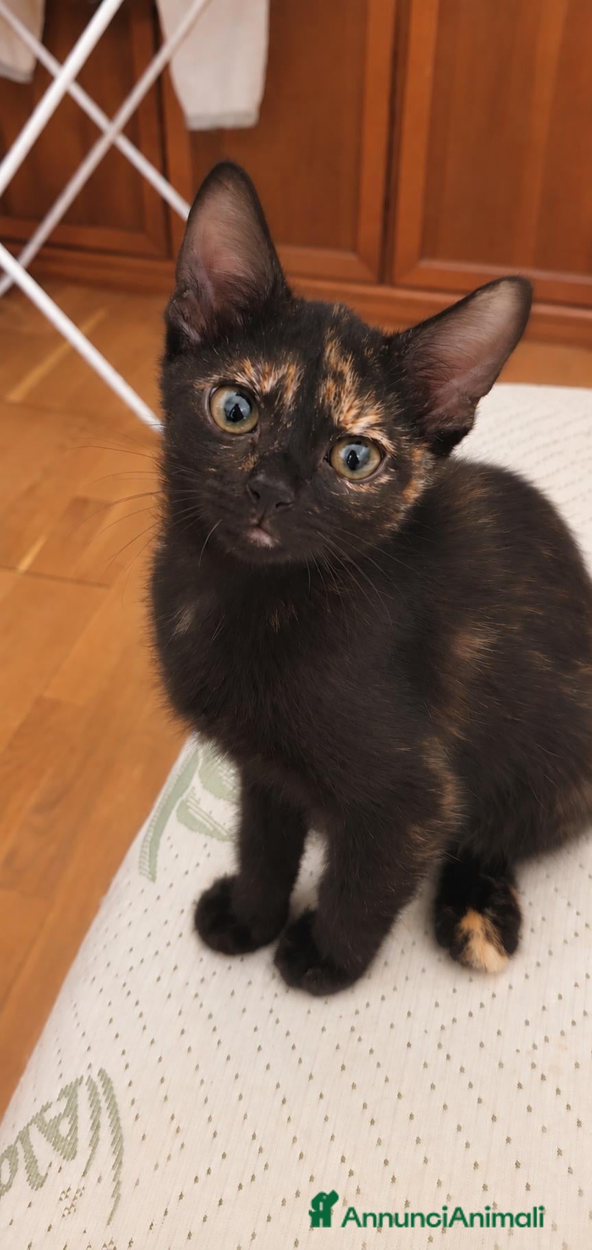 Meticcio gatti Gattina dolce nera - Annuncio 8