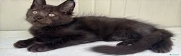 Maine Coon gatti in vendita: Maschietto nero di maine coon (Black Velvet) - Annuncio 22