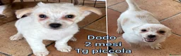 Meticcio cani in regalo: CANI TAGLIA PICCOLA E CONTENUTA  a Provincia di Pistoia - Annuncio 2