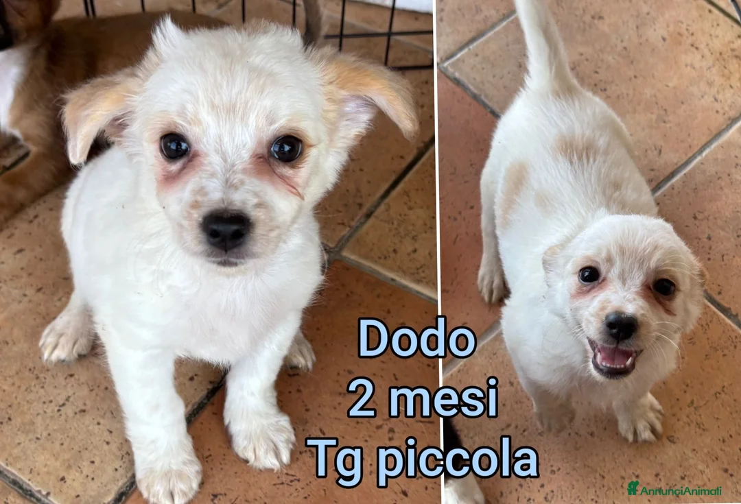 Meticcio cani in regalo: CANI TAGLIA PICCOLA E CONTENUTA  a Provincia di Pistoia - Annuncio 2