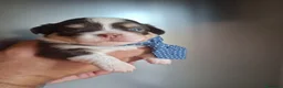 Chihuahua cani in vendita: Chihuahua pelo lungo  - Annuncio 15