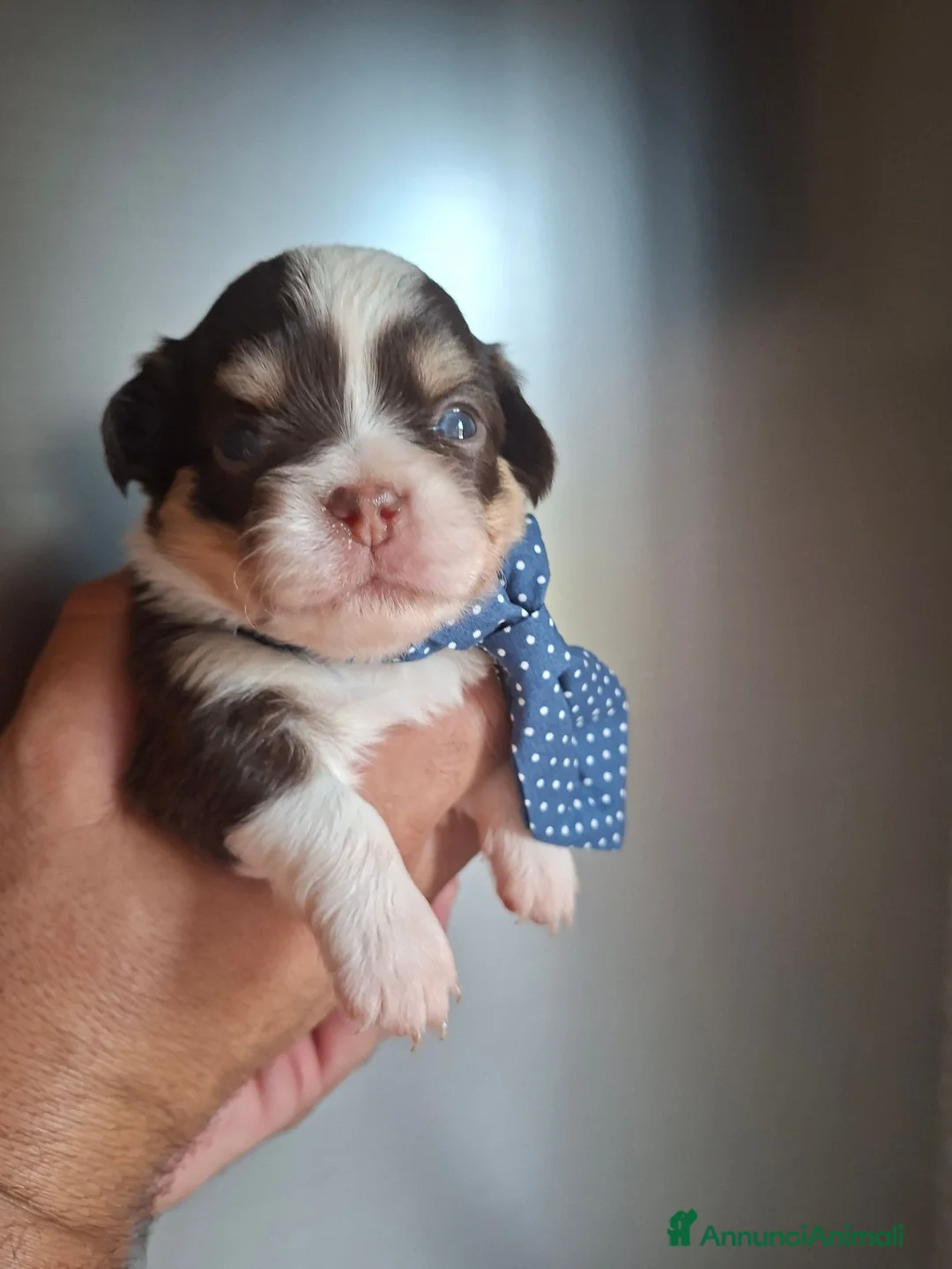 Chihuahua cani in vendita: Chihuahua pelo lungo  - Annuncio 15