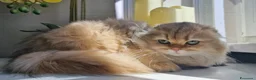 Scottish gatti in vendita: Scottish  - Annuncio 2