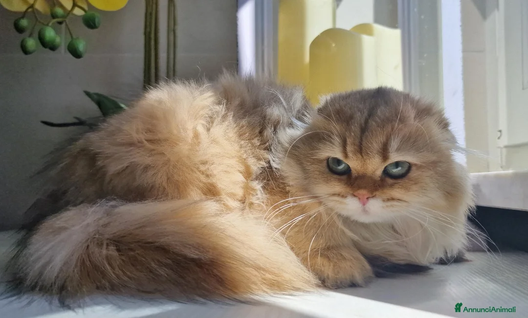 Scottish gatti in vendita: Scottish  - Annuncio 2