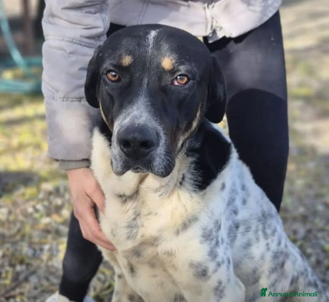 Meticcio cani in regalo: Oliver un carattere meraviglioso - Annuncio 1