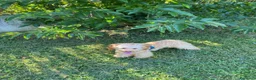 Barboncino cani in vendita: Barboncino piccolo nano albicocca  - Annuncio 2