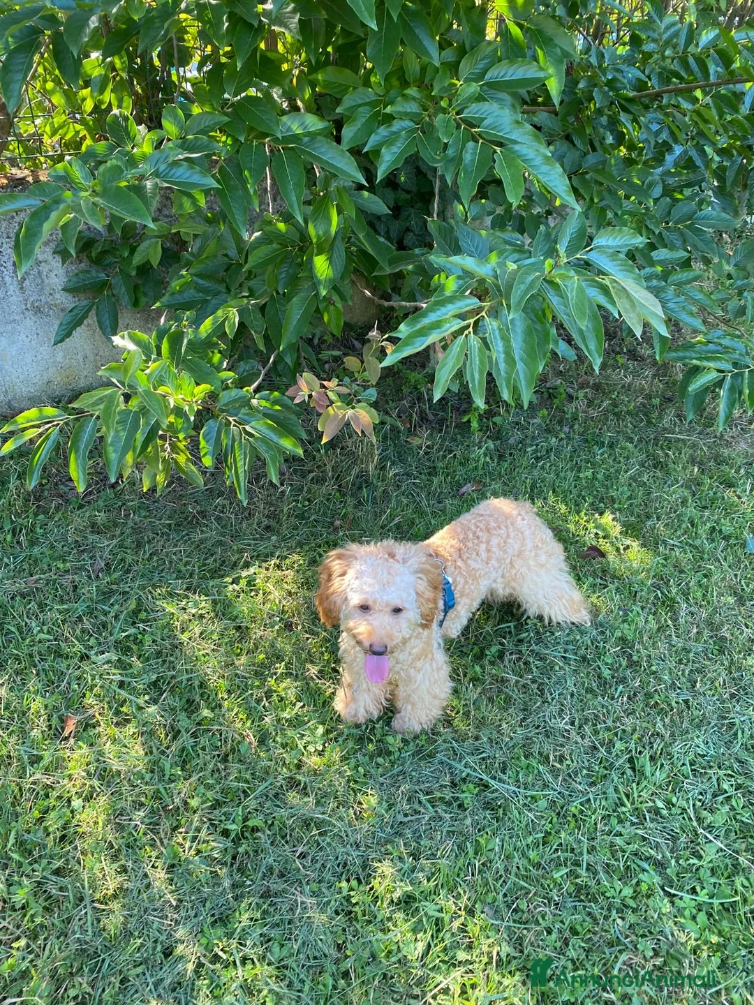 Barboncino cani in vendita: Barboncino piccolo nano albicocca  - Annuncio 2