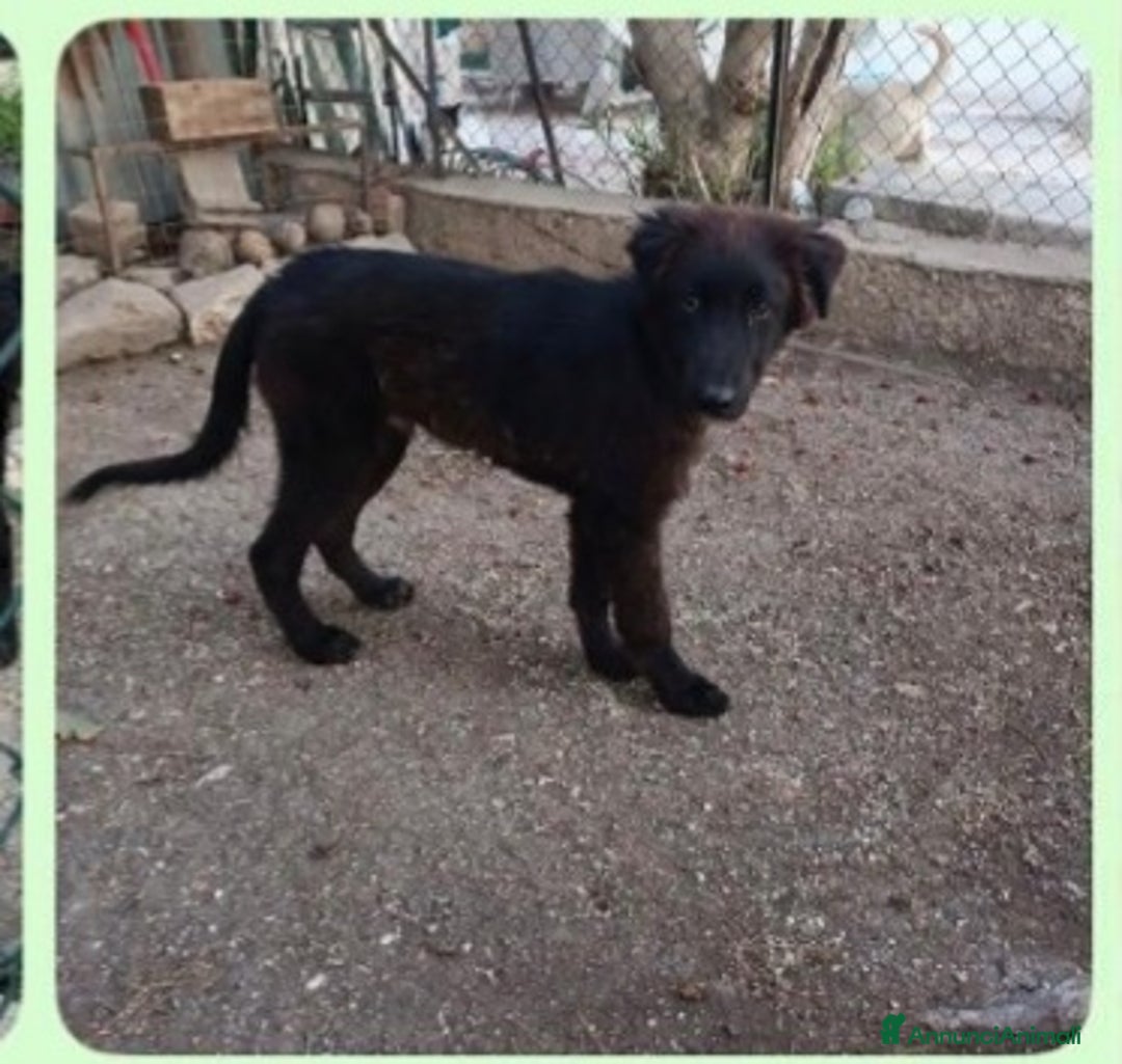 Meticcio cani in regalo: 5mesi preso come giocattolo x i figli,mollato! SUD - Annuncio 2