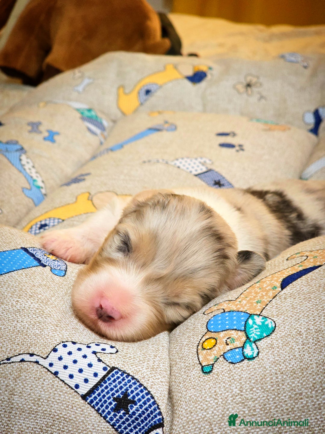 Australian Shepherd cani in vendita: Cucciole di pastore australiano con pedigree ENCI - Annuncio 9