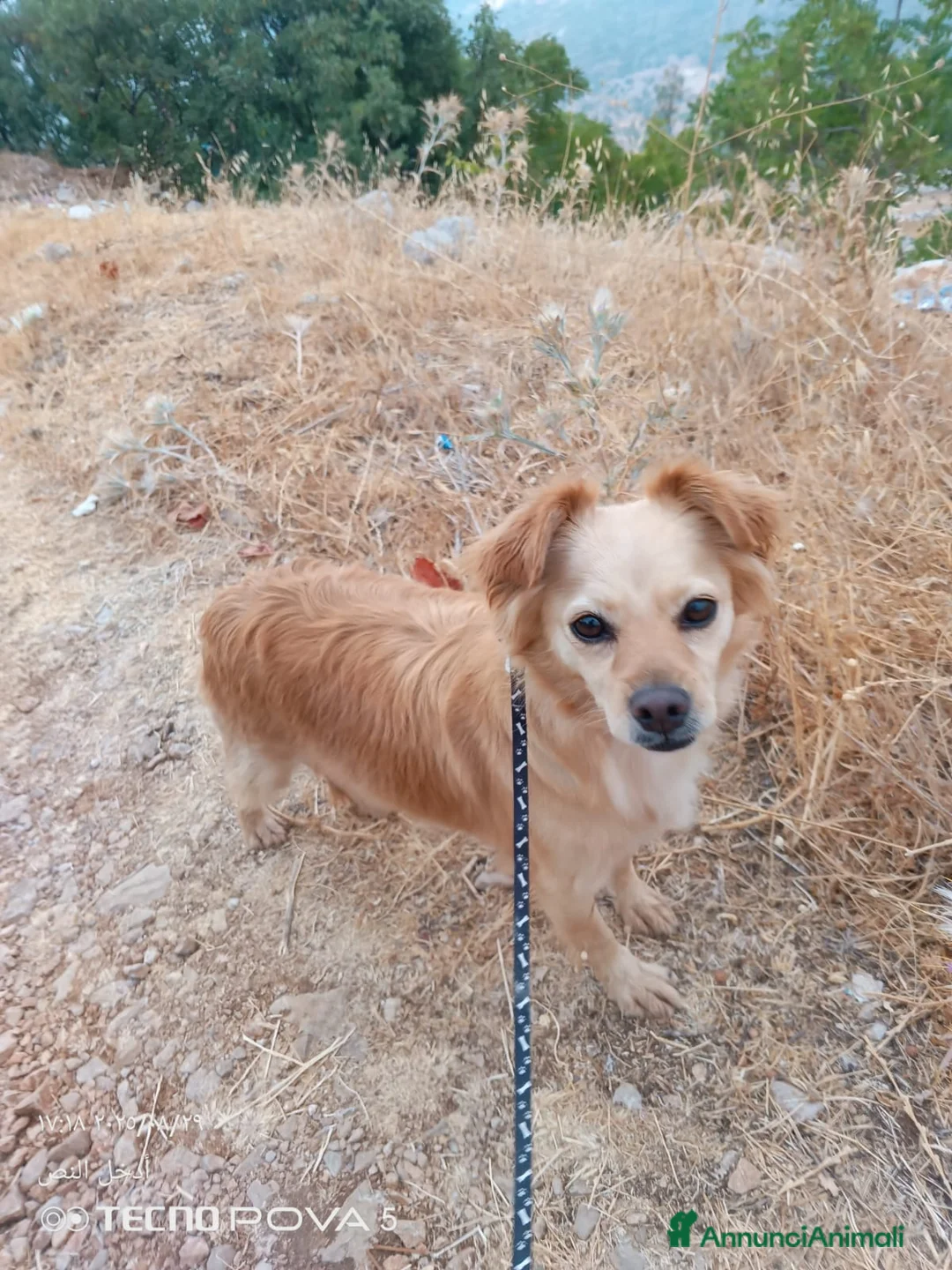 Meticcio cani in regalo: Najma, una dolce e tenera meticcia - Annuncio 3