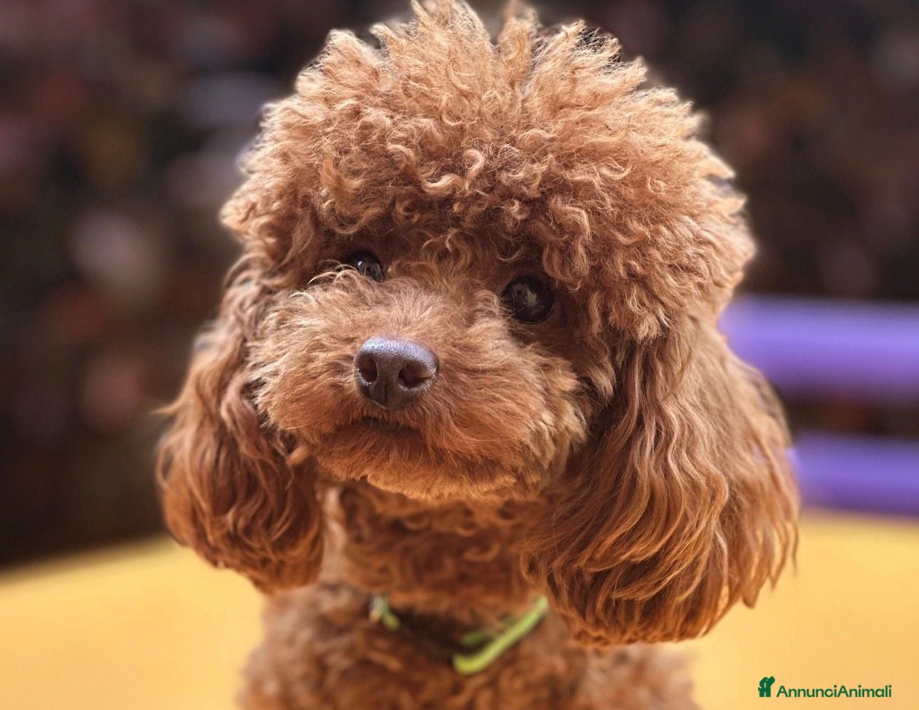 Barboncino Toy cani Cuccioli barbone toy - Annuncio 1