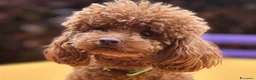 Barboncino Toy cani in vendita: Cuccioli barbone toy - Annuncio 1