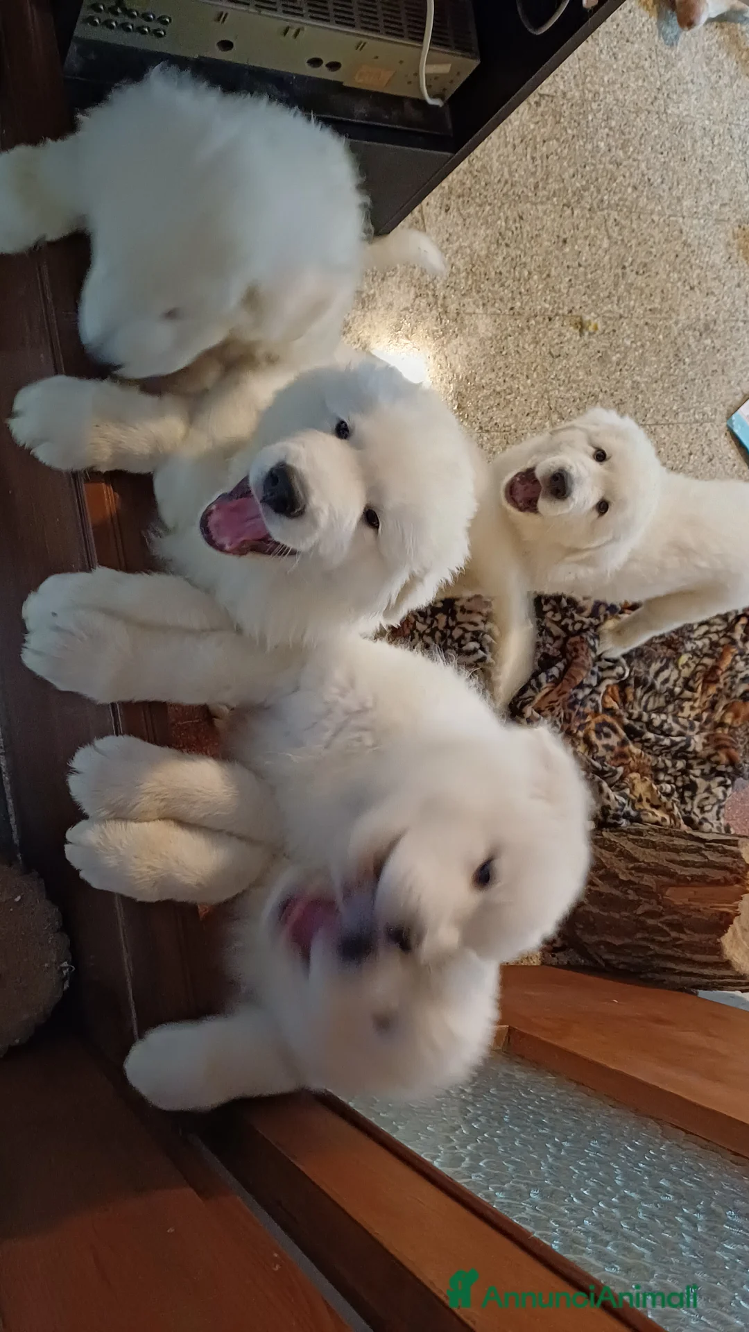 Pastore Maremmano cani in vendita: pastori maremmani di 2 mesi - Annuncio 3