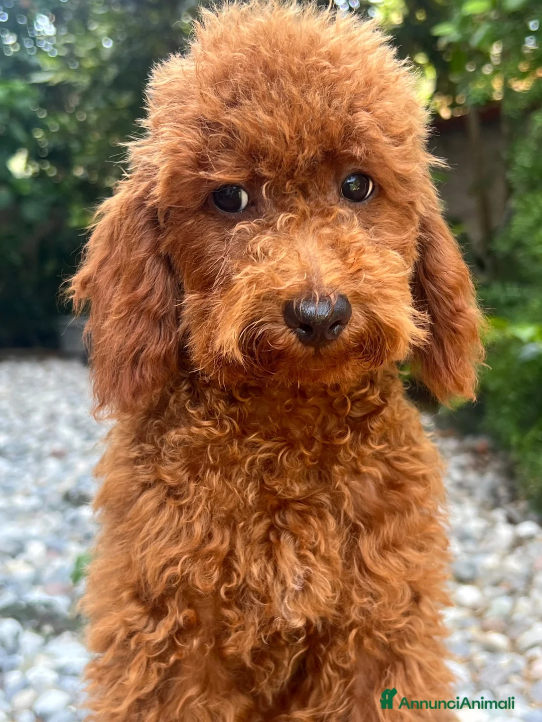 Barboncino Toy cani in vendita: Barboncine Toy rosso/fulvo - Annuncio 15