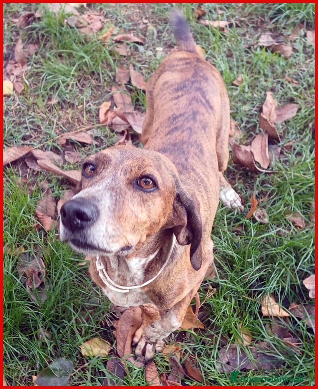 Segugio Maremmano cani in regalo: AIUTO PER SVITOL SEGUGIETTA 5 ANNI STA MEGLIO MA  a Città metropolitana di Milano - Annuncio 5