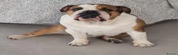 Bulldog cani in vendita: CUCCIOLI DOLCISSIMI DISPONIBILI - Annuncio 5