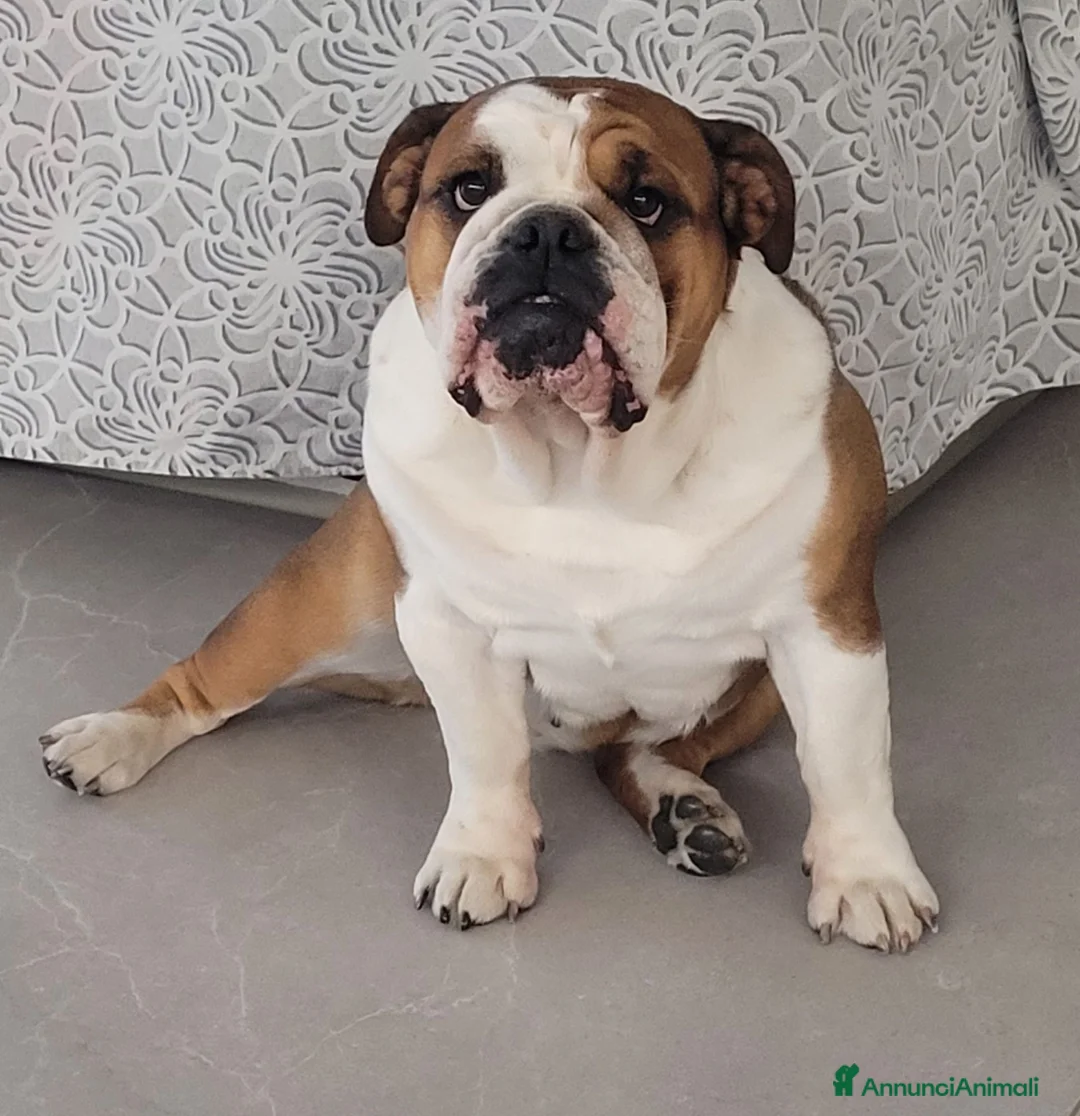 Bulldog cani in vendita: CUCCIOLI DOLCISSIMI DISPONIBILI - Annuncio 5