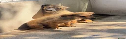 Meticcio cani in regalo: Lea e Rose a Provincia di Bergamo - Annuncio 2