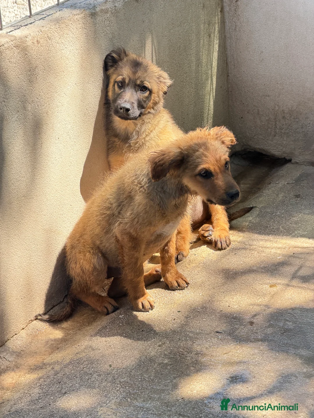 Meticcio cani in regalo: Lea e Rose a Provincia di Bergamo - Annuncio 2