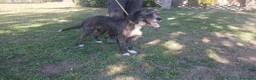 Meticcio cani in regalo: SASHA ENNESIMA RINUNCIA DI PROPRIETA', IN ADOZIONE - Annuncio 2