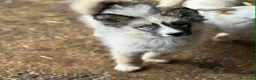 Husky cani in regalo: YUKON & ALASKA, magnifici cuccioli OCCHI BLU! - Annuncio 7