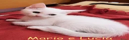 Europeo gatti in regalo: MARIO E LUCIA GATTINI DI DUE MESI CERCANO CASA a Città metropolitana di Roma Capitale - Annuncio 5