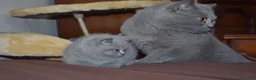 British gatti in vendita: BRITISH Shorthair BLU - Annuncio 3