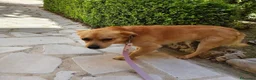 Meticcio cani in regalo: Luigi dolcissimo cagnolino taglia piccola  - Annuncio 3
