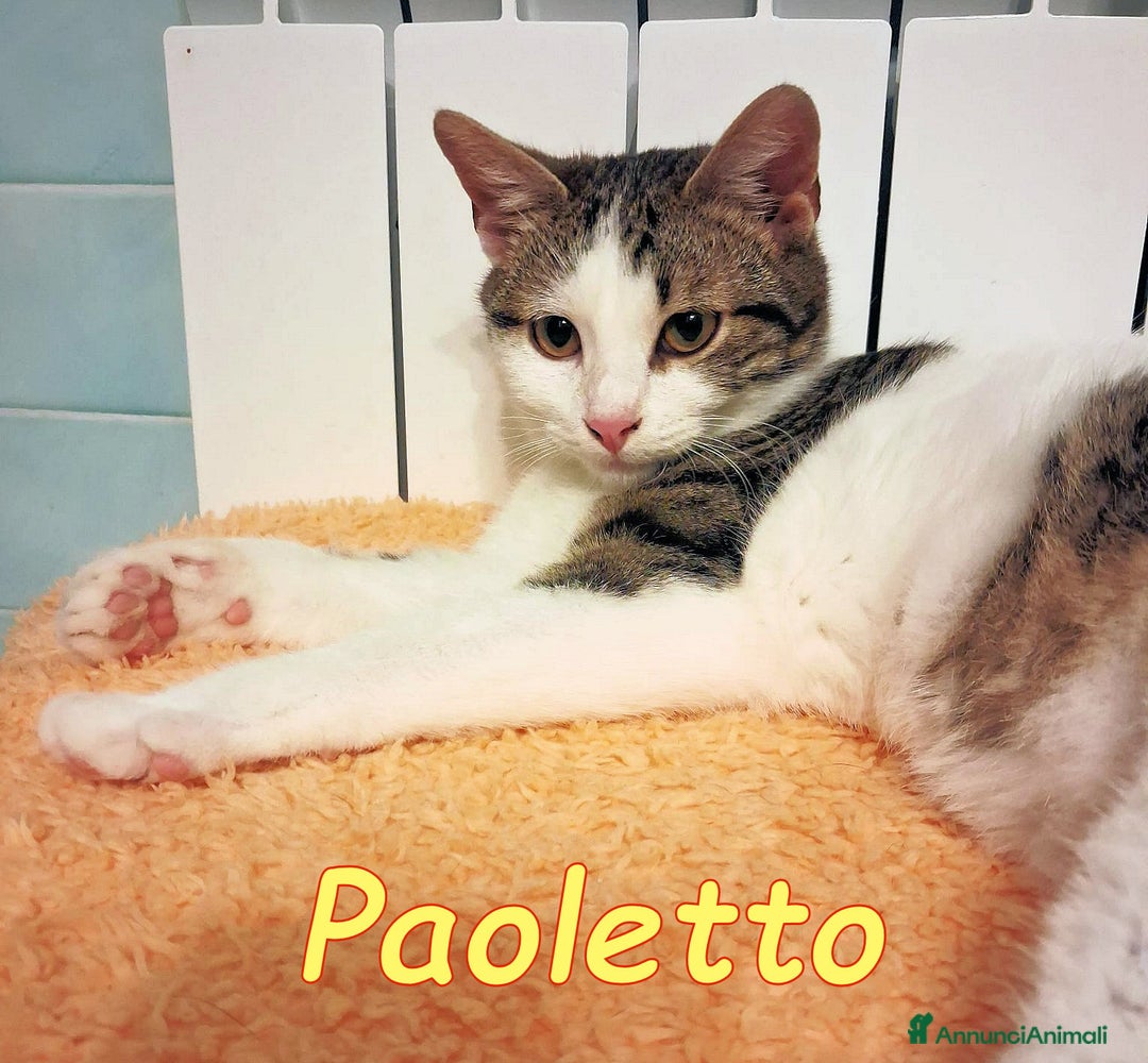 Europeo gatti in regalo: PAOLETTO GATTINO DOLCISSIMO DI 4 MESI - Annuncio 4